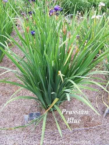 25 Prussian Blue